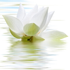 Obrazy na Szkle  biały kwiat lotosu