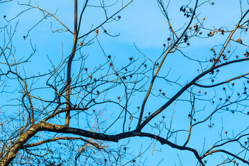 Bare branches of the autumn tree on the background of the clear sky.