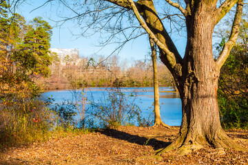 The tree on the shore of Candler Lake in the Lullwater Park in sunny autumn day, Atlanta, USA.