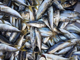 Horse Mackerel