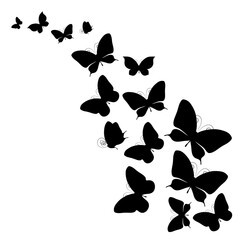 black butterfly, isolated on a white