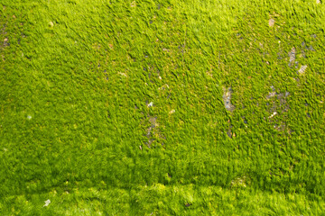 algue mousse vert pollution plage fléau nettoyer bretagne