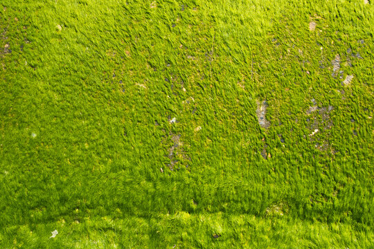 algue mousse vert pollution plage fl&eacute;au nettoyer bretagne
