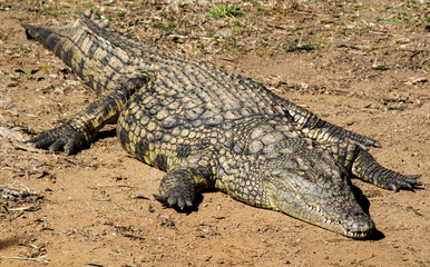 Sinsgle Colorful Patterned and Textured Adult Crocodile