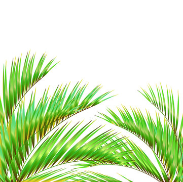 tropical palm tree, leaves,summer