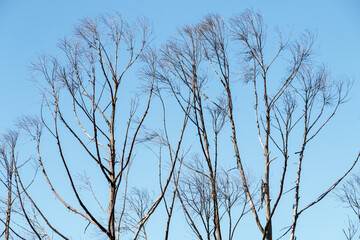 Dry Winter Tree Line Against Clear Blue Sky