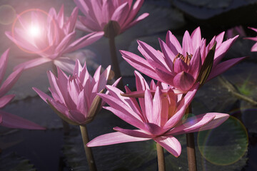 Pink Lotus flower