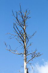  Dead Tree and Branches Against Blue Sky