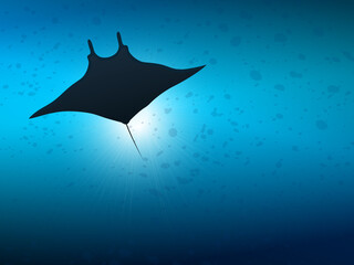Big manta ray in ocean water. Underwater life. - obrazy, fototapety, plakaty