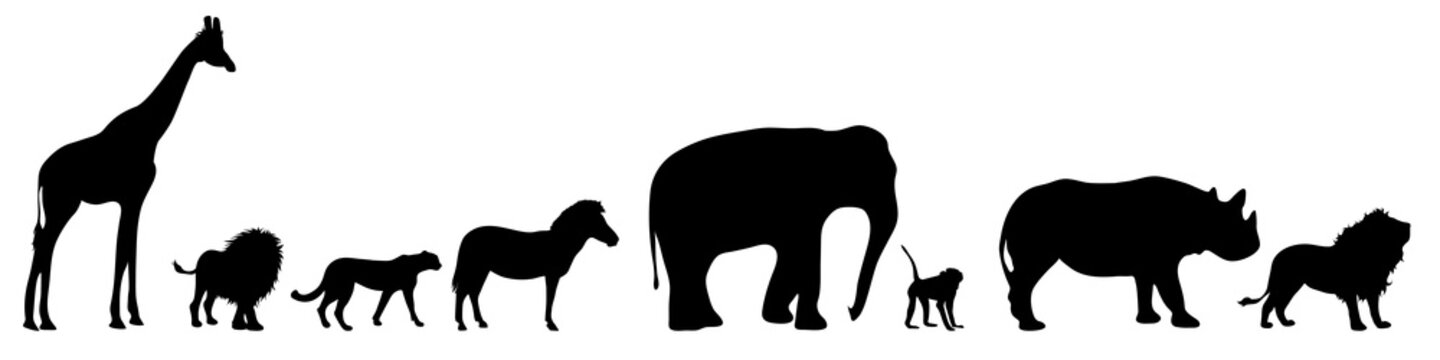 Vector silhouette of wild animal on white bakground.