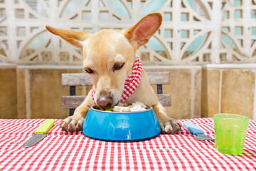 dog eating a the table with food bowl