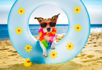 dog at the beach and ocean with air mattress