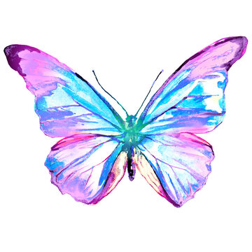 Beautiful Pink Butterfly,watercolor,isolated On A White