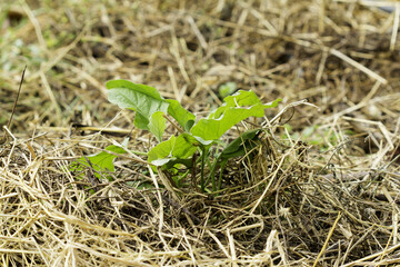 Eggplant tree planting