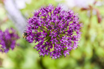 Close up of flower onion flowers in garden, summer time.