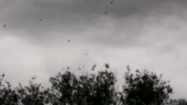 Swarming male mayflies lekking. Insects in the order Ephemeroptera competing for mates by flying up and down in swarm