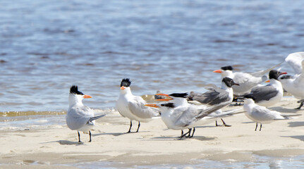 Caspian terns and laughing gulls on a sandbar