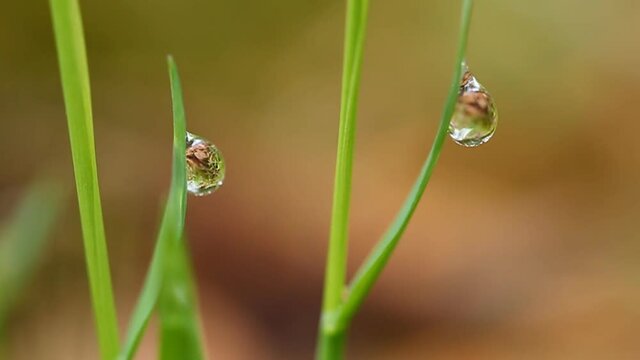 Капля росы на траве. Ветер сдувает росу. Утро в весеннем лесу. Dew drop on a grass. The wind blows off dew. Morning in the spring wood 
