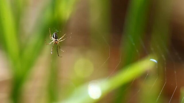 Паук который плетёт паутину. Насекомые в весеннем лесу. Spider who spins a web. Insects in the spring wood