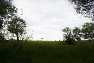 Obraz premium Green field and white sky