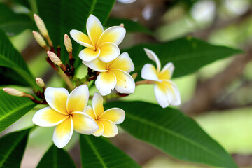 plumeria flower ith soft-focus in the background. over light