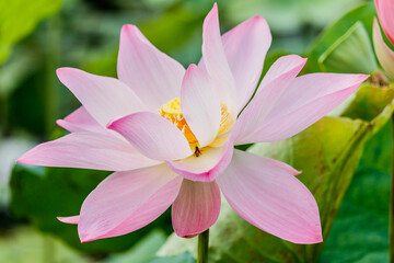  beautiful pink waterlily or lotus flower in pond