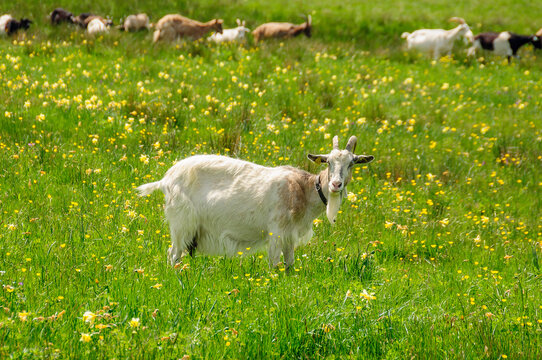 Chèvres du Cantal