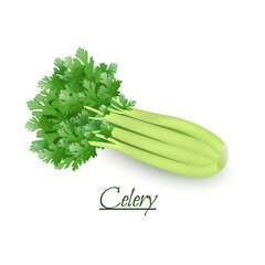 Fresh tasty celery in a realistic style, isolated on a white background
