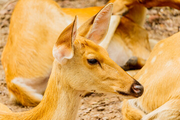 Close up shot of a wild deer  in forest