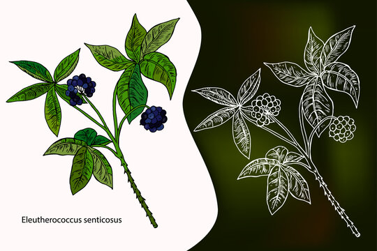 Eleutherococcus senticosus. Hand drawn vector illustration. Ink herbal illustration.