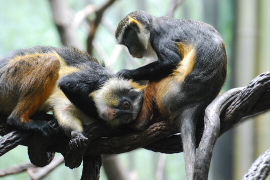 Two Wolf's Mona Monkeys Grooming Each Other on a Branch
