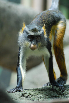 Amazing Wolf's Guenon Monkey Face Up Close