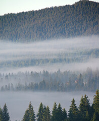 fir trees on a meadow down the will to coniferous forest in foggy mountains