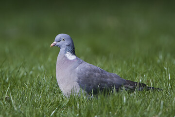 Common wood pigeon (Columba palumbus)