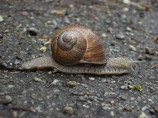 WEinbergschnecke