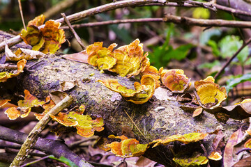 Wild mushrooms on a log