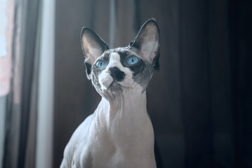 Canadian hairless sphinx cat sits in front of a window and looks up. Dark curtains at the background