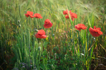 Fototapeta na wymiar View at the group of poppy flowers of red color on a wheat field in springtime. Beauty in nature