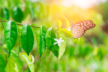 Closeup butterfly on flower in the park