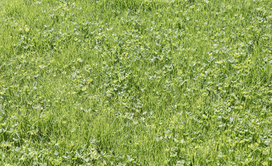 Green spring grass as background
