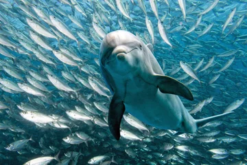 Schilderijen op glas dolfijn onderwater op rif close-up kijken © Andrea Izzotti