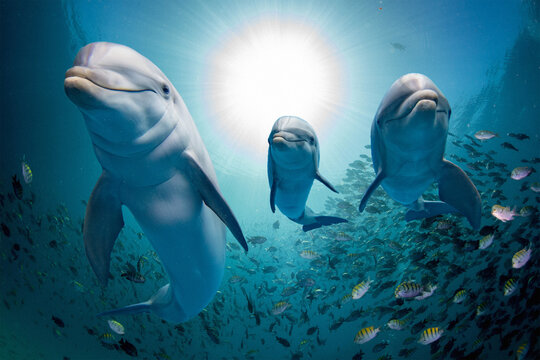 dolphin family underwater on reef close up look