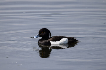 Tufted duck on a calm lake