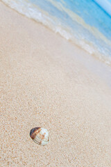 Fototapeta na wymiar ракушка на песке у моря 