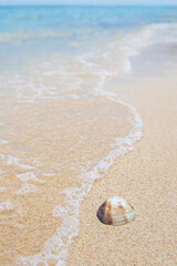 Fototapeta na wymiar ракушка на песке у моря 