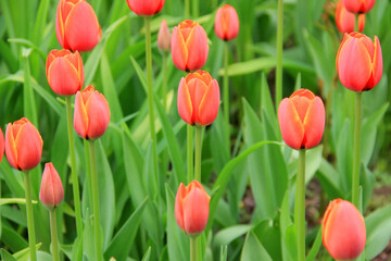 Obraz premium Multicolored tulips against the background of grass in the park