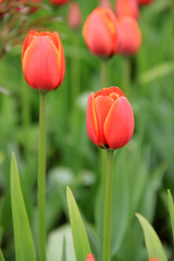 Fototapeta premium Multicolored tulips against the background of grass in the park