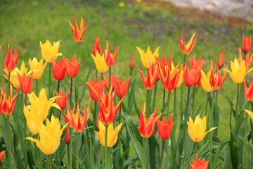 Obraz premium Multicolored tulips against the background of grass in the park