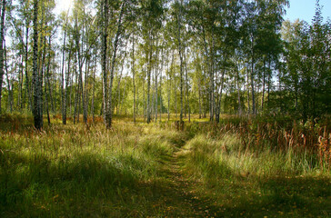 Fototapeta na wymiar Golden autumn in the forest and bright sunlight through the leaves.