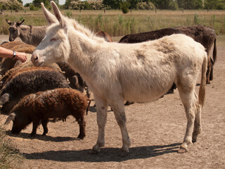 Obraz premium Esel (auch Albino)